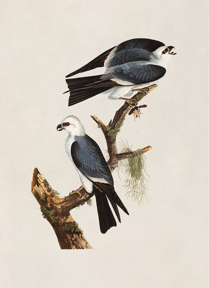 Mississippi Kite Bird Print, Vintage Style Audubon Birds Of America Illustration, AOB118