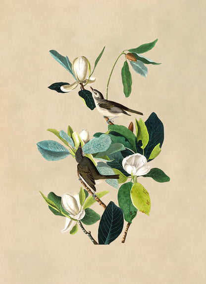 Warbling Vireo Flycatcher Bird Print, Vintage Style Audubon Birds Of America Illustration, AOB119