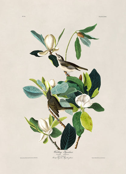 Warbling Vireo Flycatcher Bird Print, Vintage Style Audubon Birds Of America Illustration, AOB119