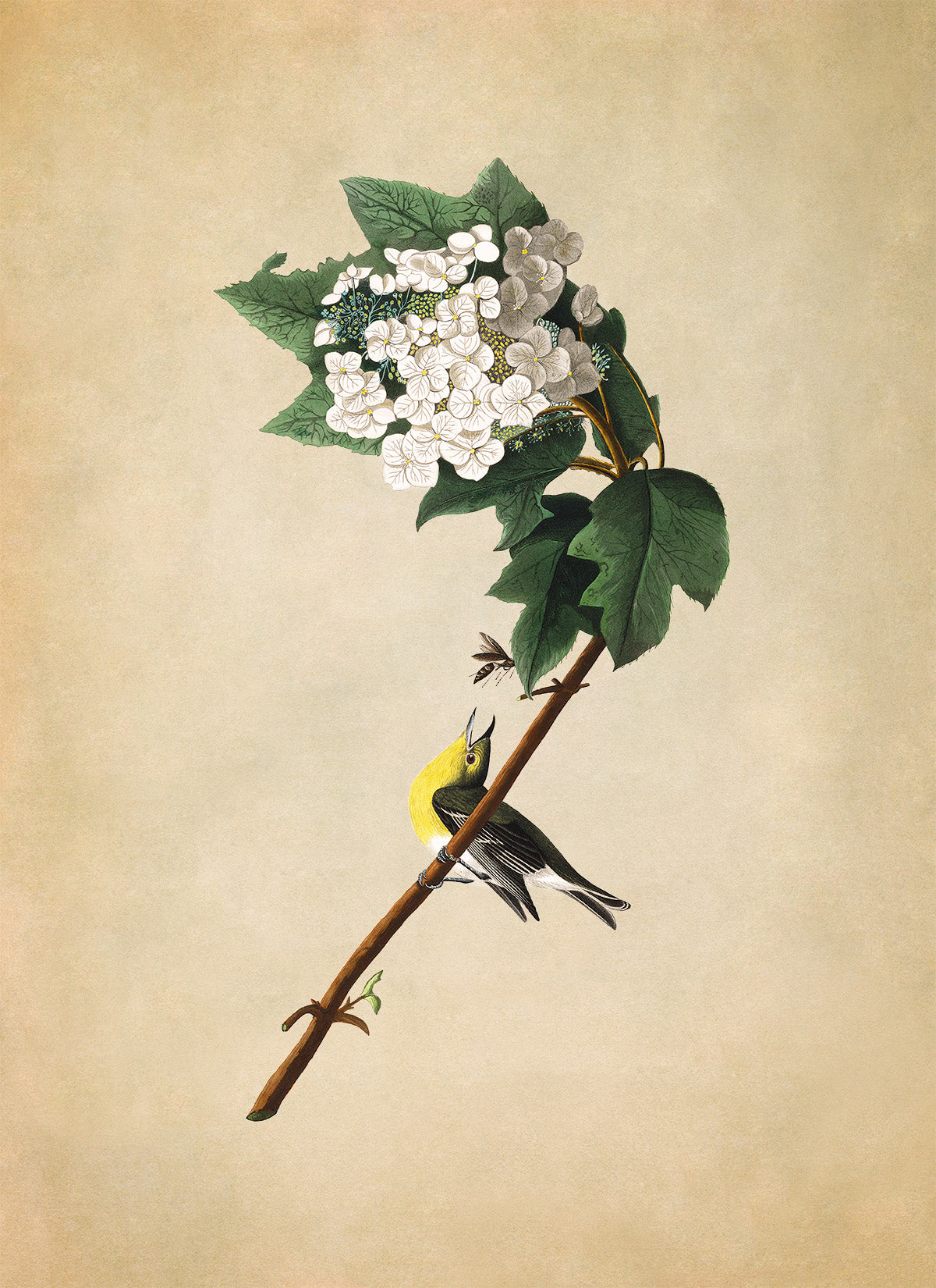 Yellow Throated Vireo Bird Print, Vintage Style Audubon Birds Of America Illustration, AOB120