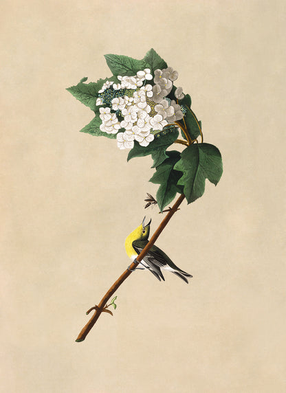 Yellow Throated Vireo Bird Print, Vintage Style Audubon Birds Of America Illustration, AOB120