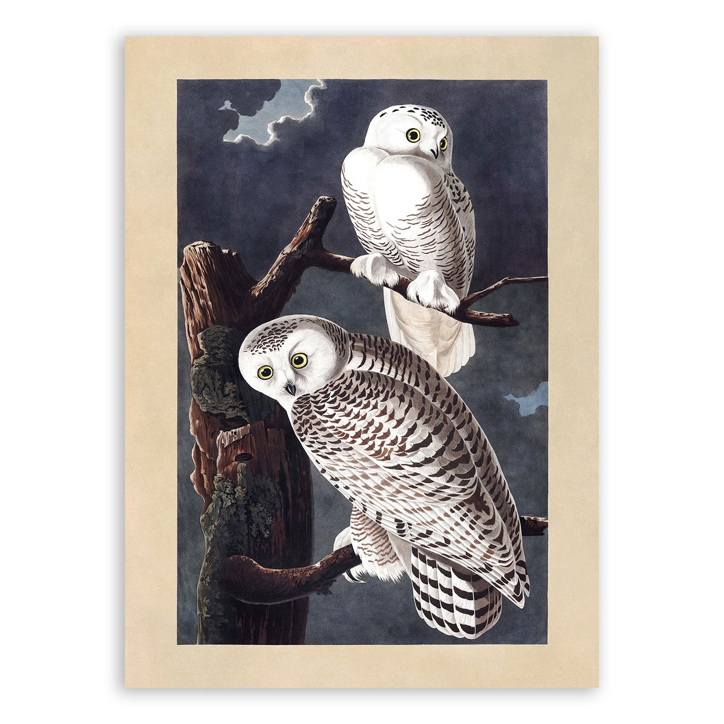 Snowy Owl Bird Print, Vintage Style Audubon Birds Of America Illustration, AOB122