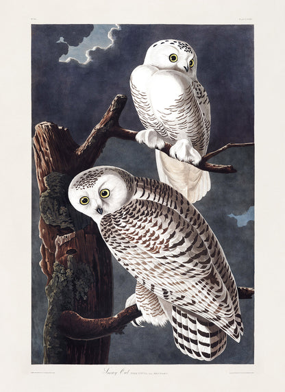 Snowy Owl Bird Print, Vintage Style Audubon Birds Of America Illustration, AOB122