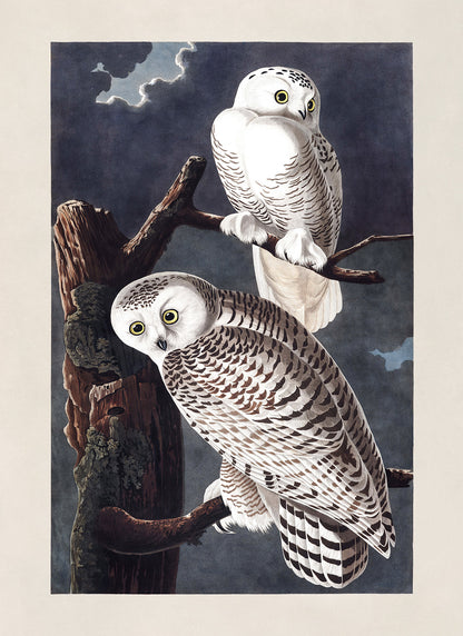 Snowy Owl Bird Print, Vintage Style Audubon Birds Of America Illustration, AOB122