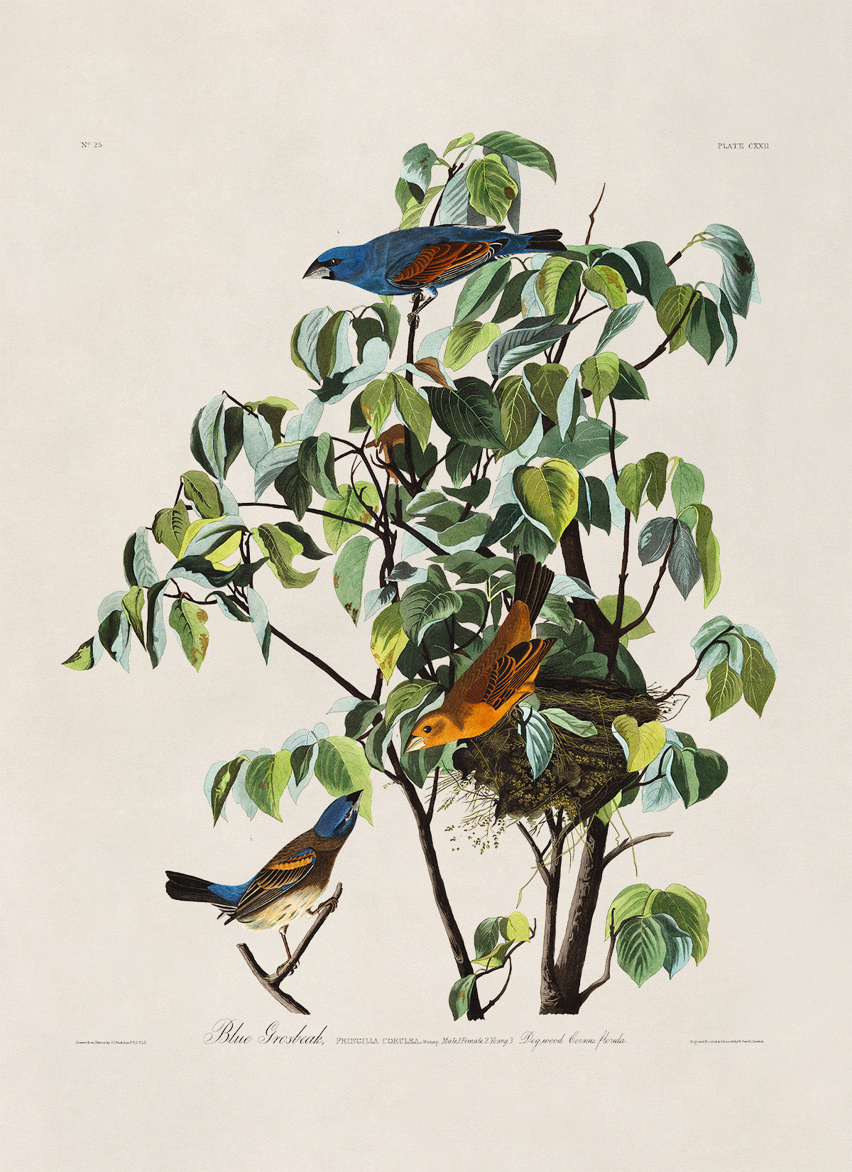 Blue Grosbeak Bird Print, Vintage Style Audubon Birds Of America Illustration, AOB123