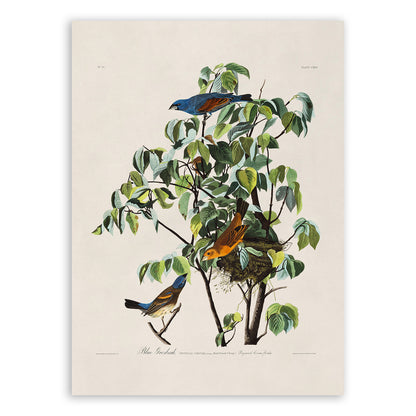 Blue Grosbeak Bird Print, Vintage Style Audubon Birds Of America Illustration, AOB123