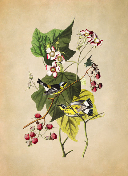 Magnolia Warbler Bird Print, Vintage Style Audubon Birds Of America Illustration, AOB124