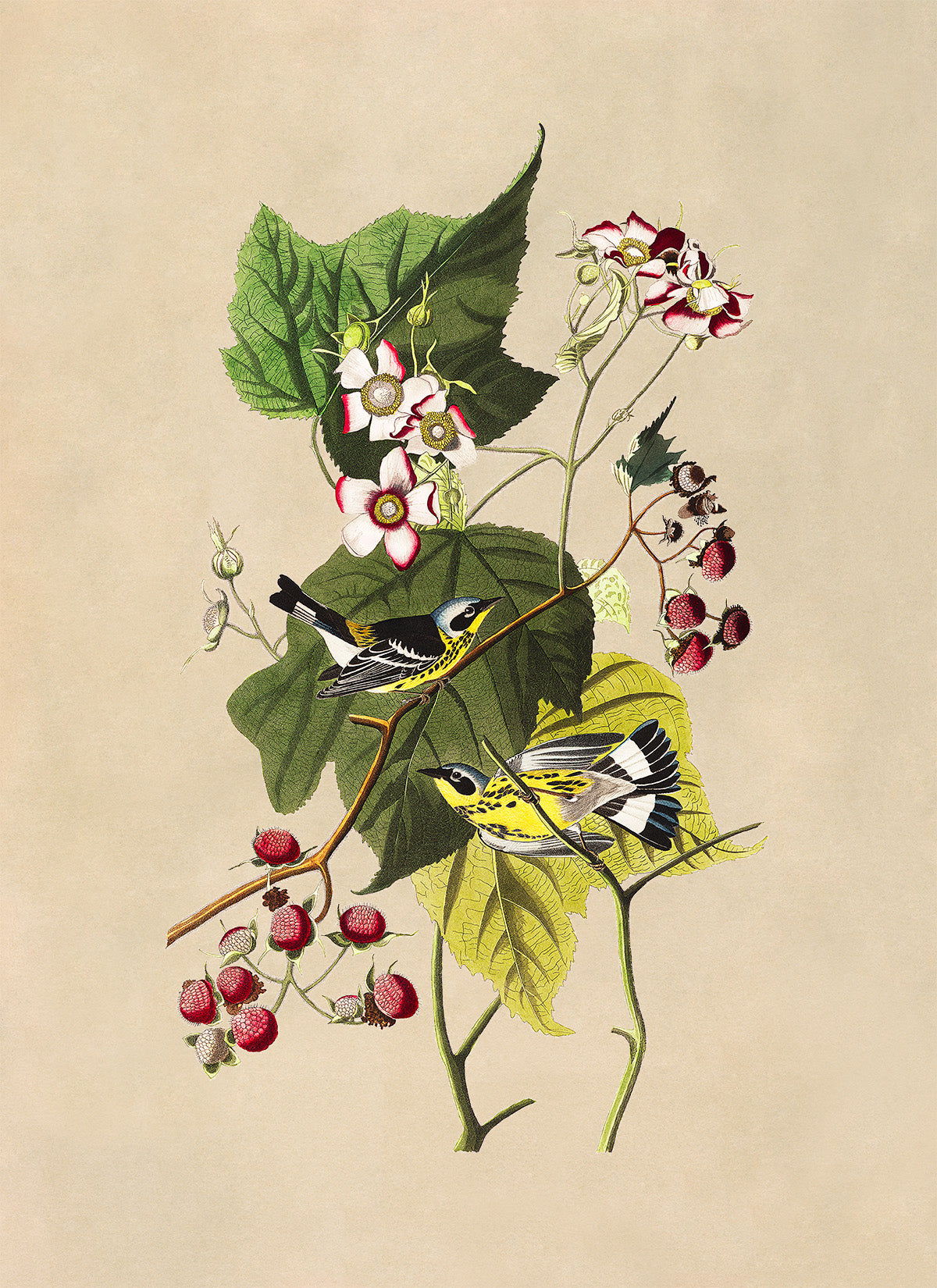 Magnolia Warbler Bird Print, Vintage Style Audubon Birds Of America Illustration, AOB124