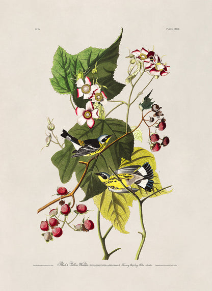 Magnolia Warbler Bird Print, Vintage Style Audubon Birds Of America Illustration, AOB124