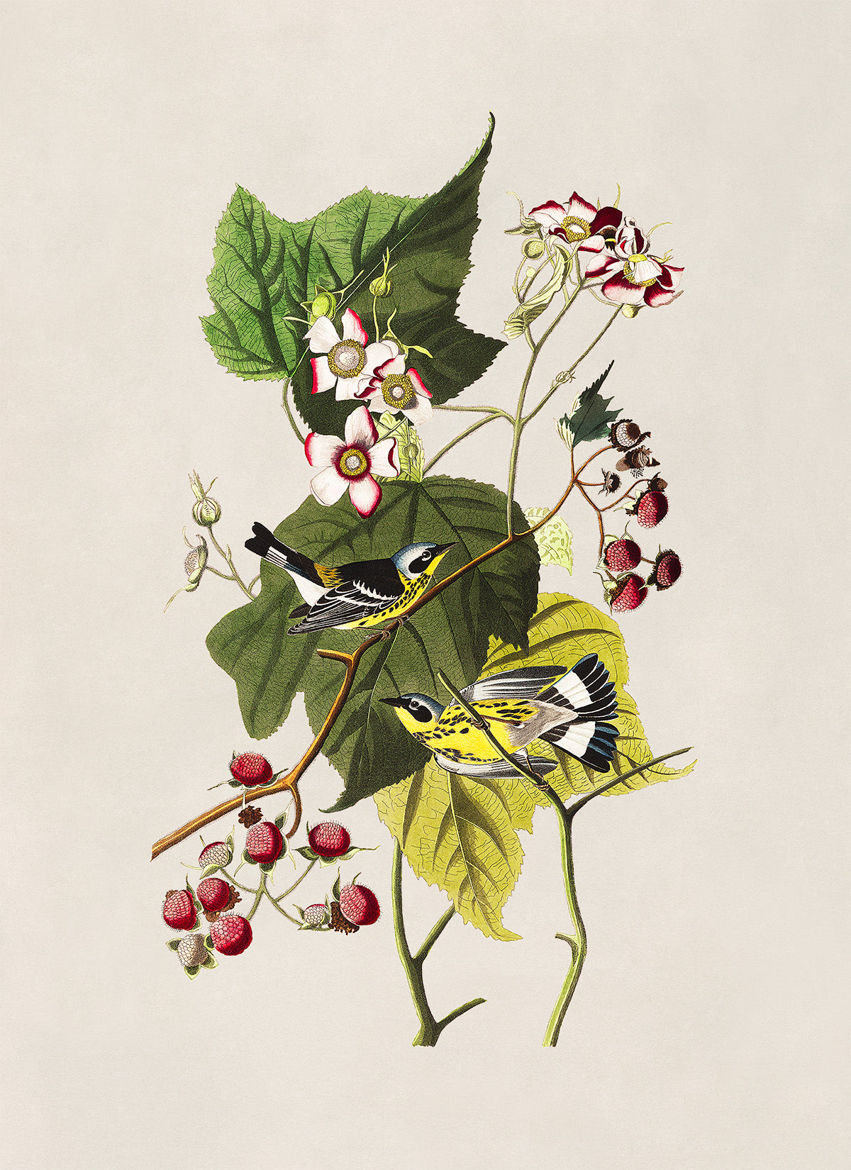 Magnolia Warbler Bird Print, Vintage Style Audubon Birds Of America Illustration, AOB124