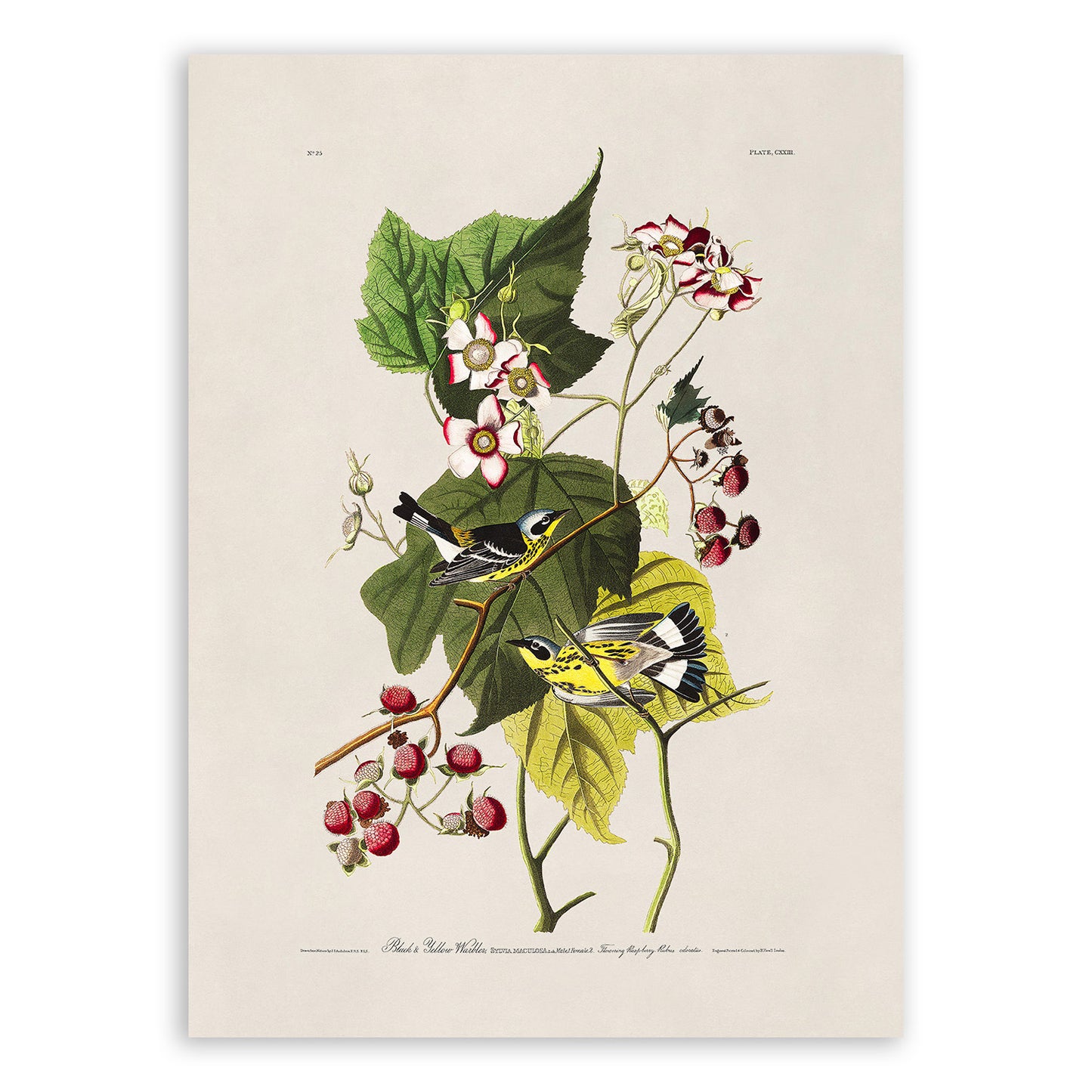 Magnolia Warbler Bird Print, Vintage Style Audubon Birds Of America Illustration, AOB124