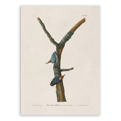 Brown Headed Nuthatch Bird Print, Vintage Style Audubon Birds Of America Illustration, AOB126