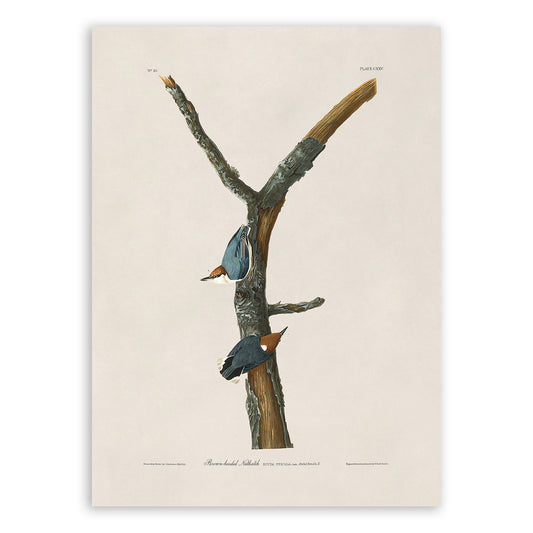 Brown Headed Nuthatch Bird Print, Vintage Style Audubon Birds Of America Illustration, AOB126