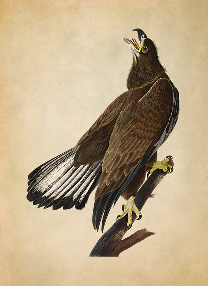 Bald Eagle Bird Print, Vintage Style Audubon Birds Of America Illustration, AOB127