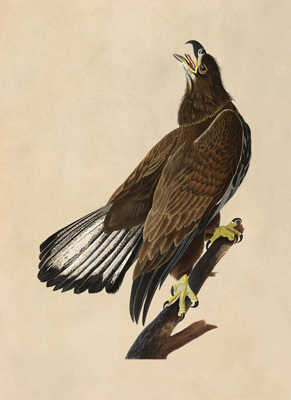 Bald Eagle Bird Print, Vintage Style Audubon Birds Of America Illustration, AOB127