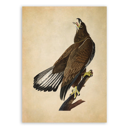 Bald Eagle Bird Print, Vintage Style Audubon Birds Of America Illustration, AOB127