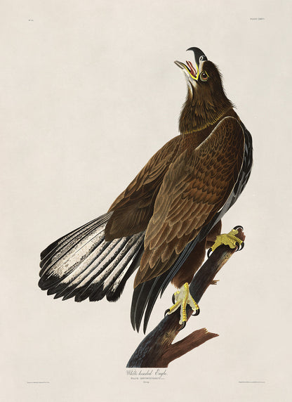 Bald Eagle Bird Print, Vintage Style Audubon Birds Of America Illustration, AOB127