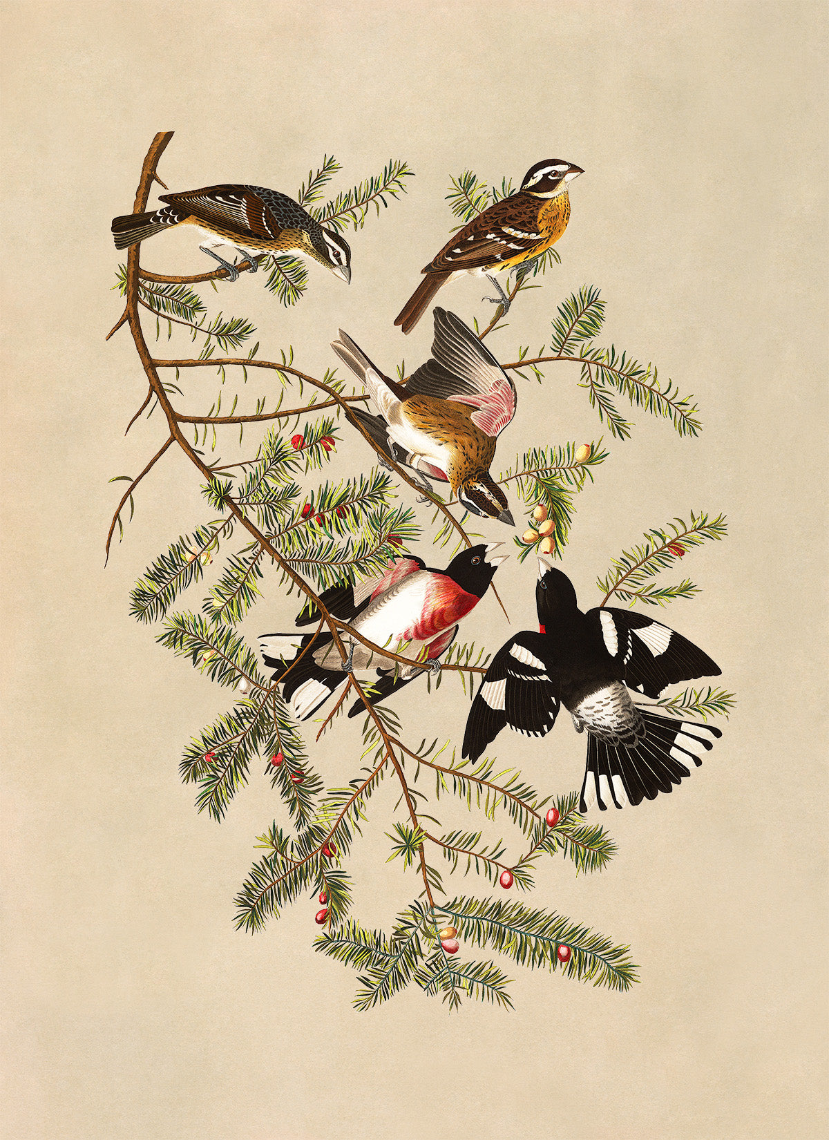 Rose Breasted Grosbeak Bird Print, Vintage Style Audubon Birds Of America Illustration, AOB128