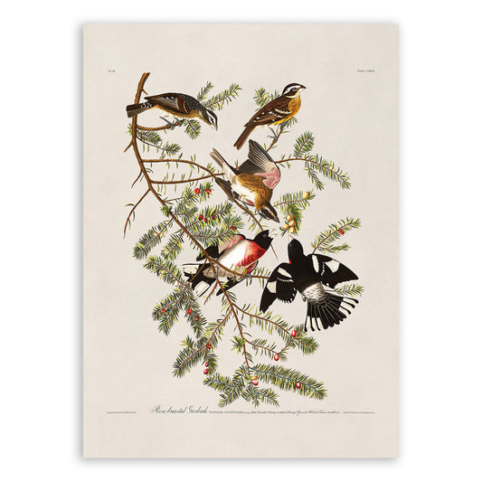 Rose Breasted Grosbeak Bird Print, Vintage Style Audubon Birds Of America Illustration, AOB128