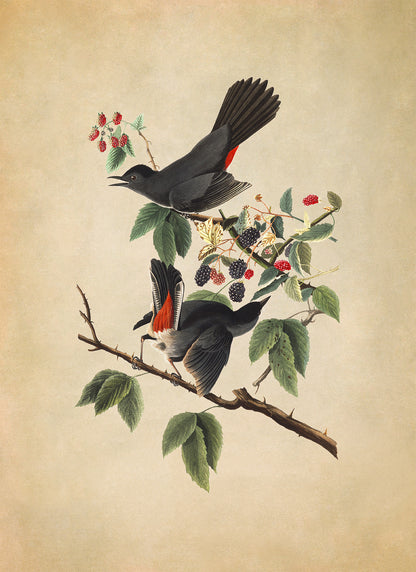 Gray Catbird Print, Vintage Style Audubon Birds Of America Illustration, AOB129