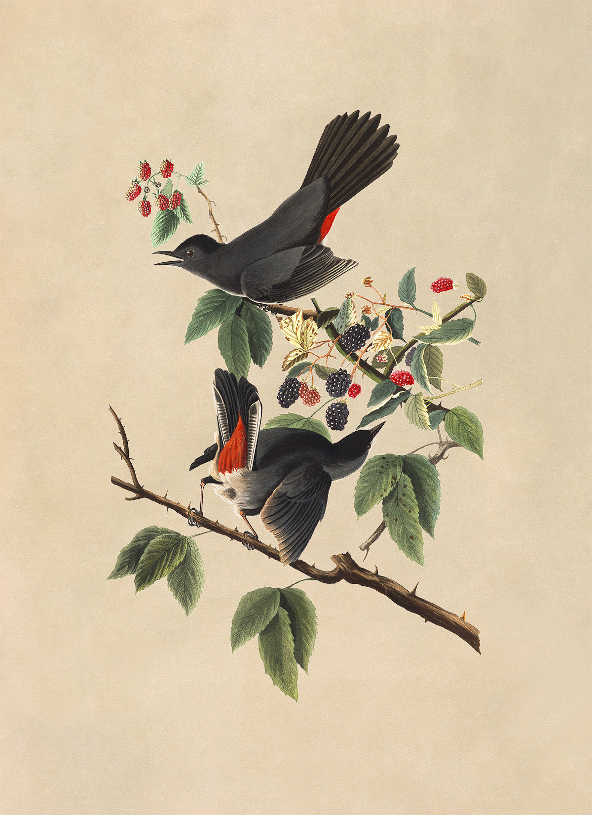 Gray Catbird Print, Vintage Style Audubon Birds Of America Illustration, AOB129