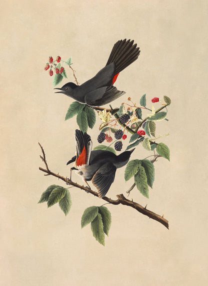 Gray Catbird Print, Vintage Style Audubon Birds Of America Illustration, AOB129