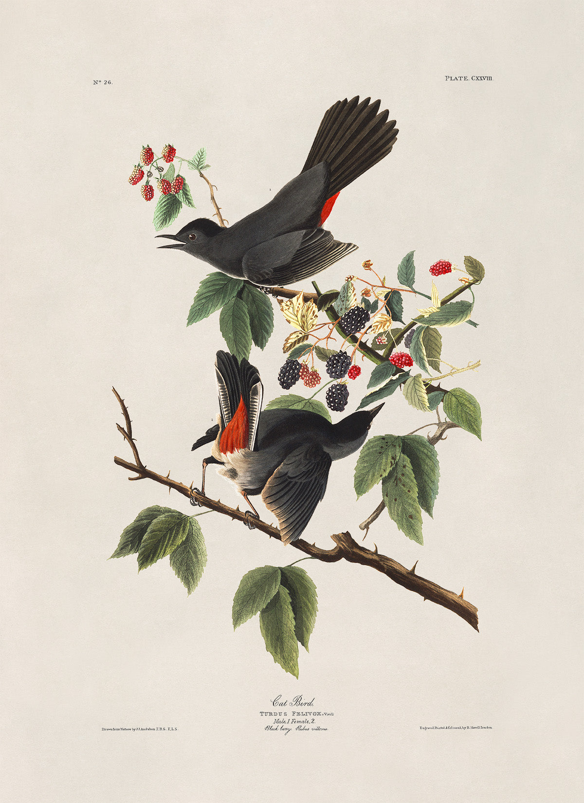 Gray Catbird Print, Vintage Style Audubon Birds Of America Illustration, AOB129