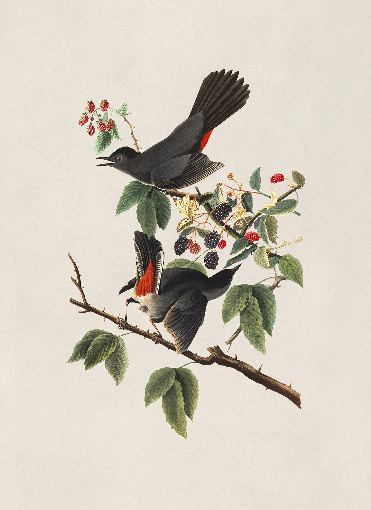 Gray Catbird Print, Vintage Style Audubon Birds Of America Illustration, AOB129