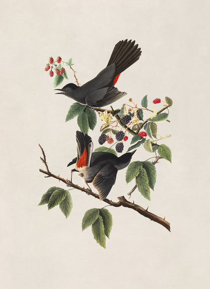 Gray Catbird Print, Vintage Style Audubon Birds Of America Illustration, AOB129