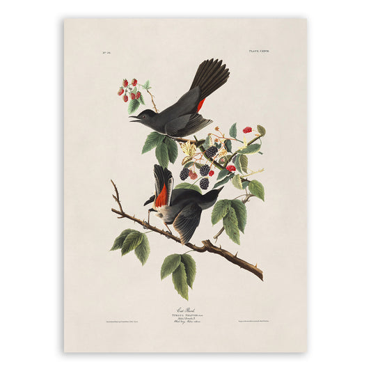 Gray Catbird Print, Vintage Style Audubon Birds Of America Illustration, AOB129