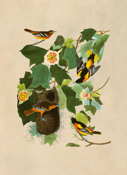 Baltimore Oriole Bird Print, Vintage Style Audubon Birds Of America Illustration, AOB12