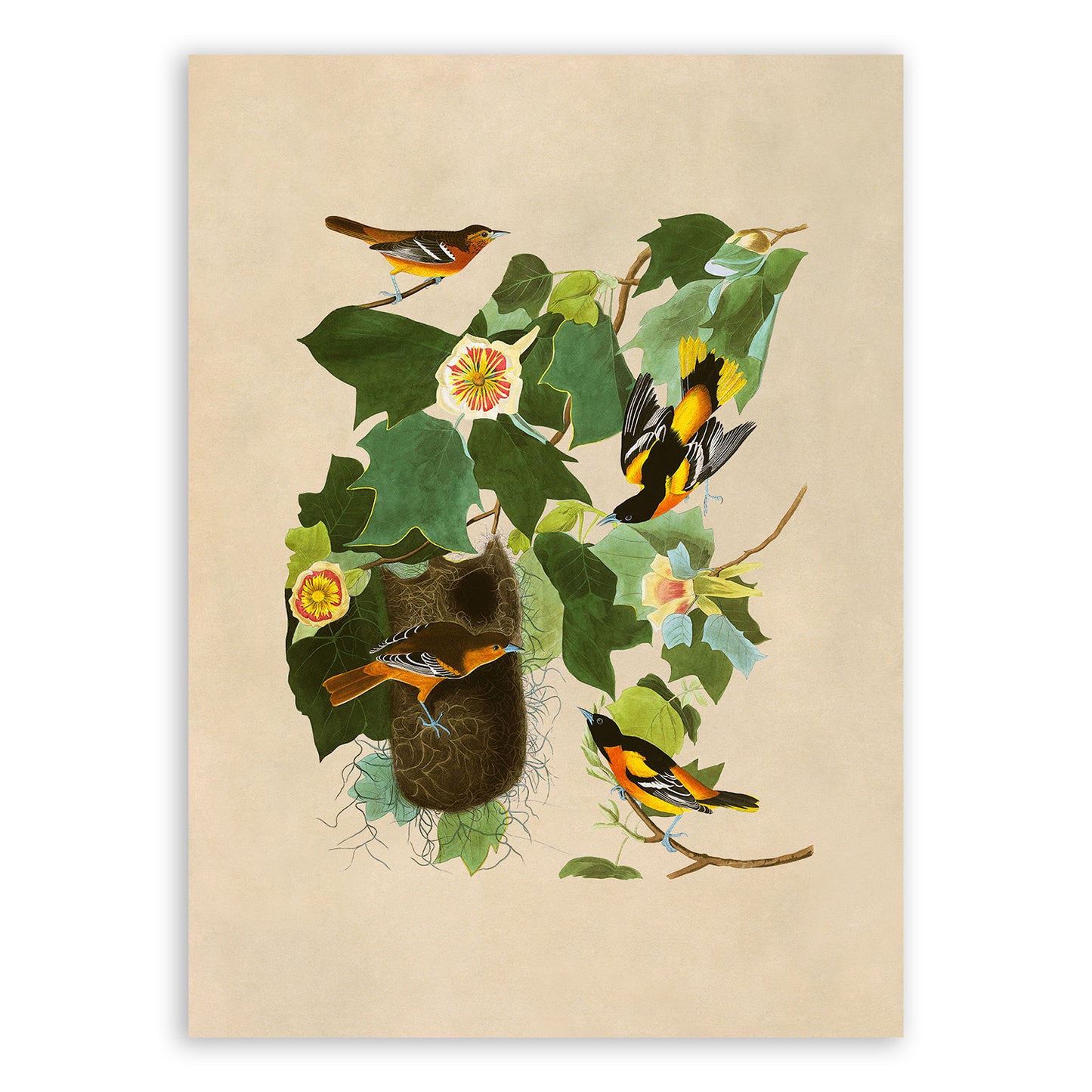 Baltimore Oriole Bird Print, Vintage Style Audubon Birds Of America Illustration, AOB12