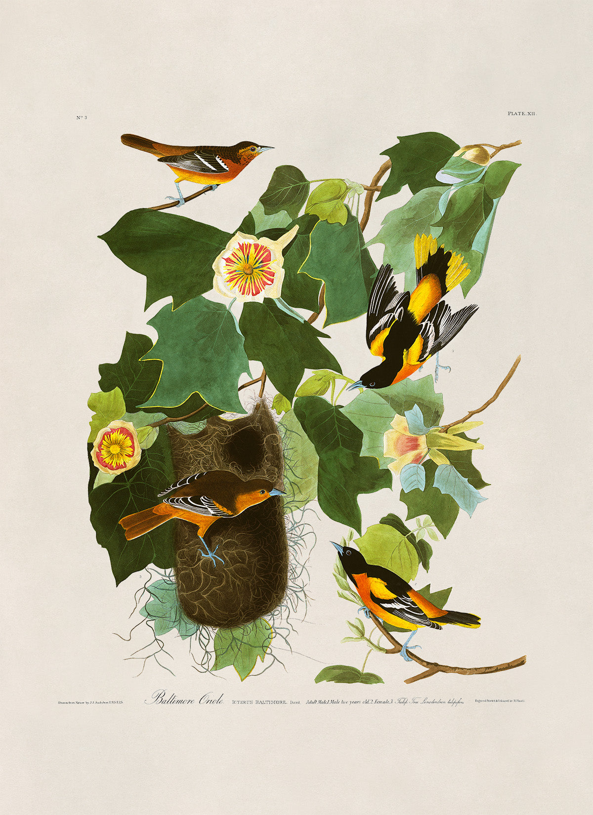 Baltimore Oriole Bird Print, Vintage Style Audubon Birds Of America Illustration, AOB12