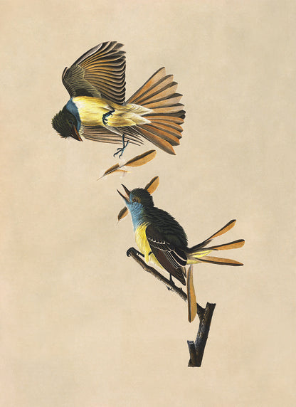 Great Crested Flycatcher Bird Print, Vintage Style Audubon Birds Of America Illustration, AOB130