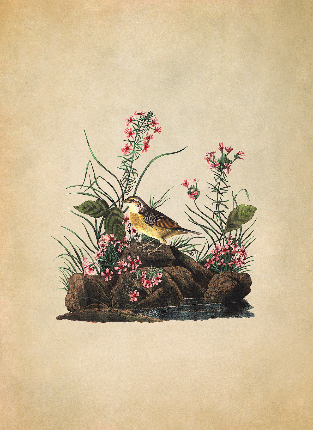 Grasshopper Sparrow Bird Print, Vintage Style Audubon Birds Of America Illustration, AOB131