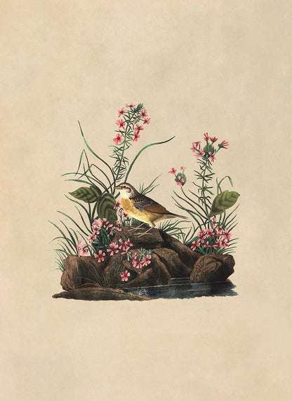 Grasshopper Sparrow Bird Print, Vintage Style Audubon Birds Of America Illustration, AOB131