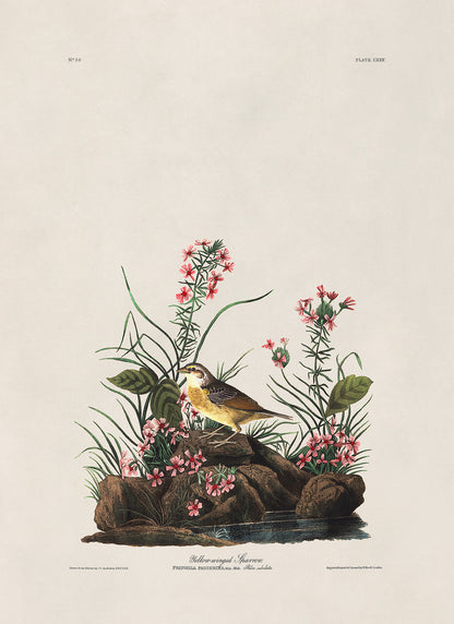 Grasshopper Sparrow Bird Print, Vintage Style Audubon Birds Of America Illustration, AOB131