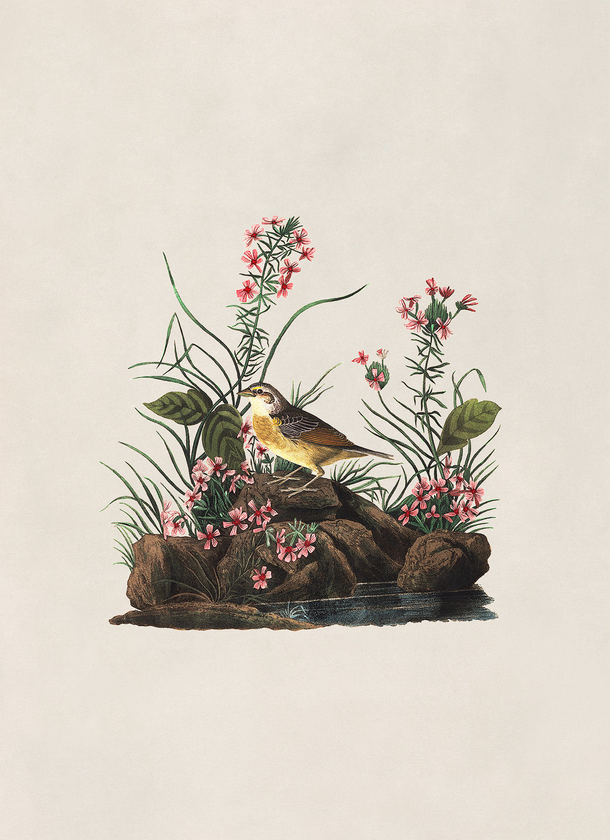 Grasshopper Sparrow Bird Print, Vintage Style Audubon Birds Of America Illustration, AOB131