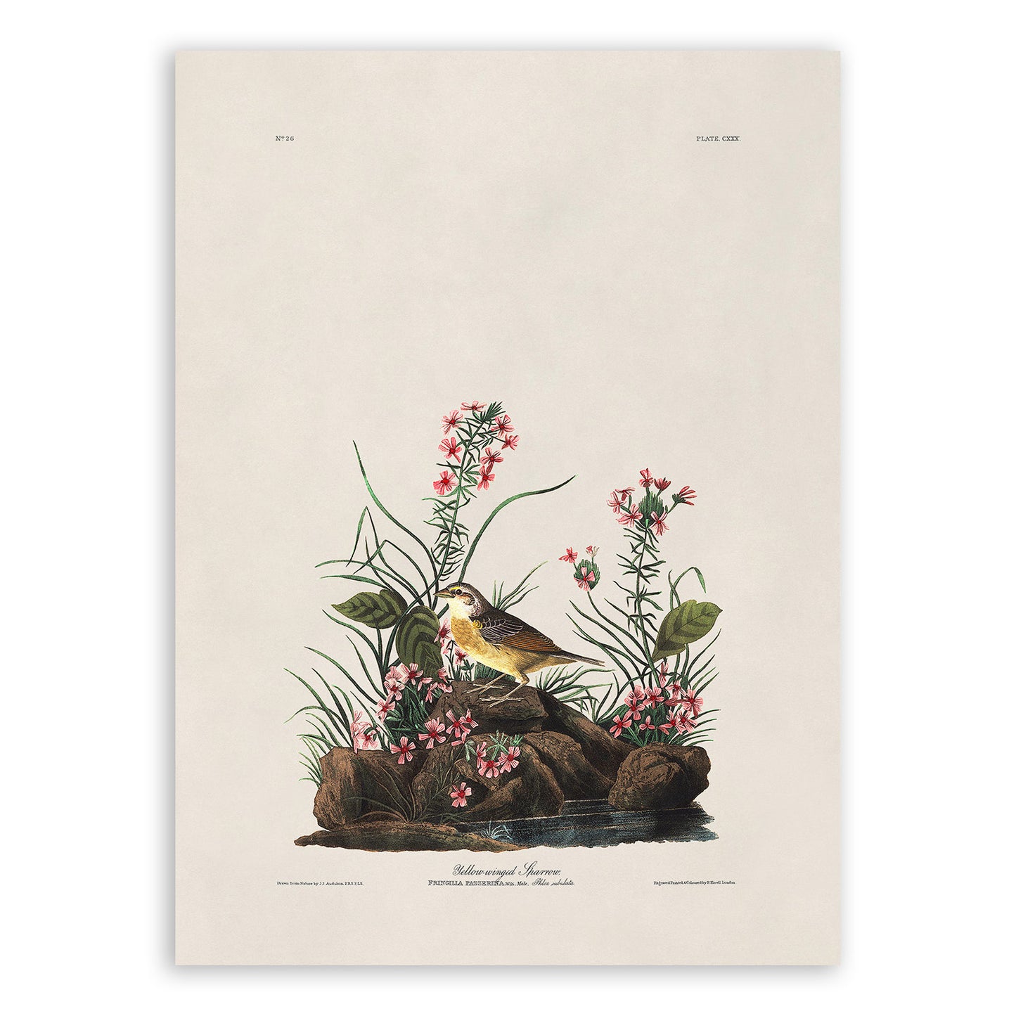 Grasshopper Sparrow Bird Print, Vintage Style Audubon Birds Of America Illustration, AOB131