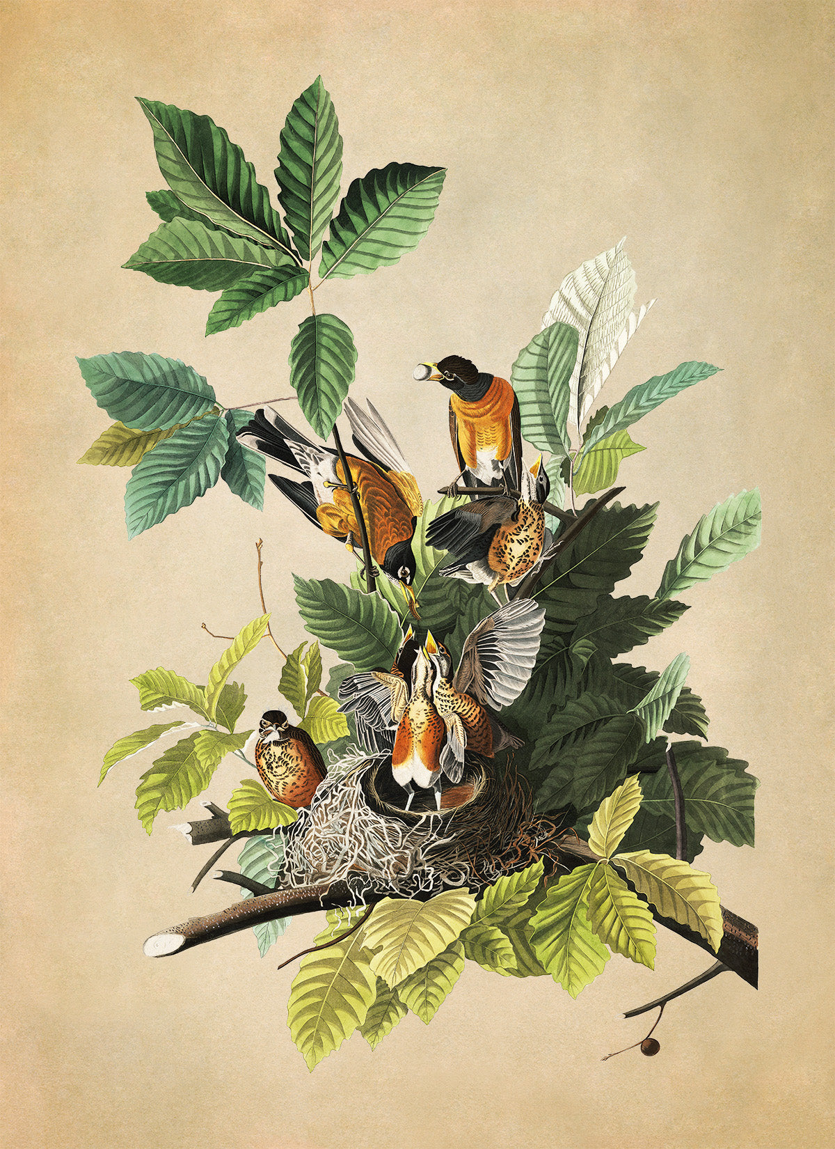 American Robin Bird Print, Vintage Style Audubon Birds Of America Illustration, AOB132