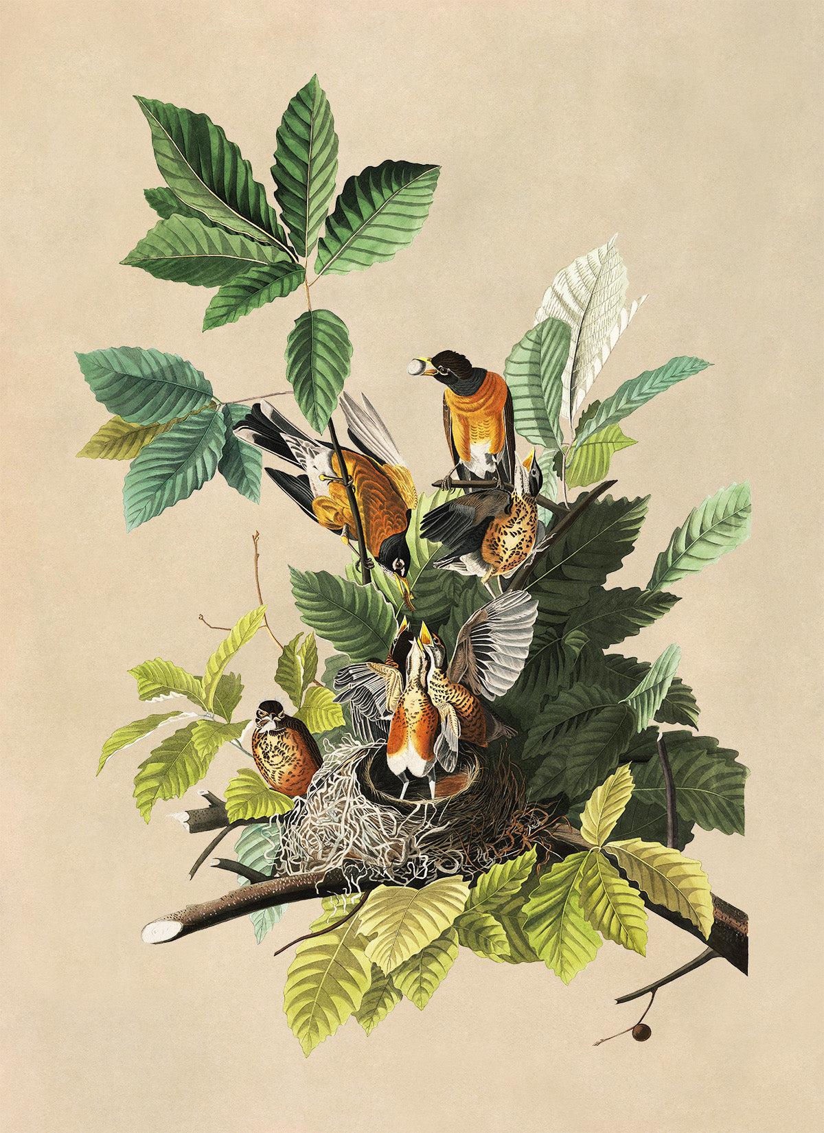 American Robin Bird Print, Vintage Style Audubon Birds Of America Illustration, AOB132