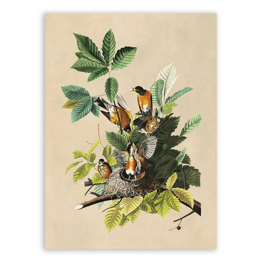 American Robin Bird Print, Vintage Style Audubon Birds Of America Illustration, AOB132