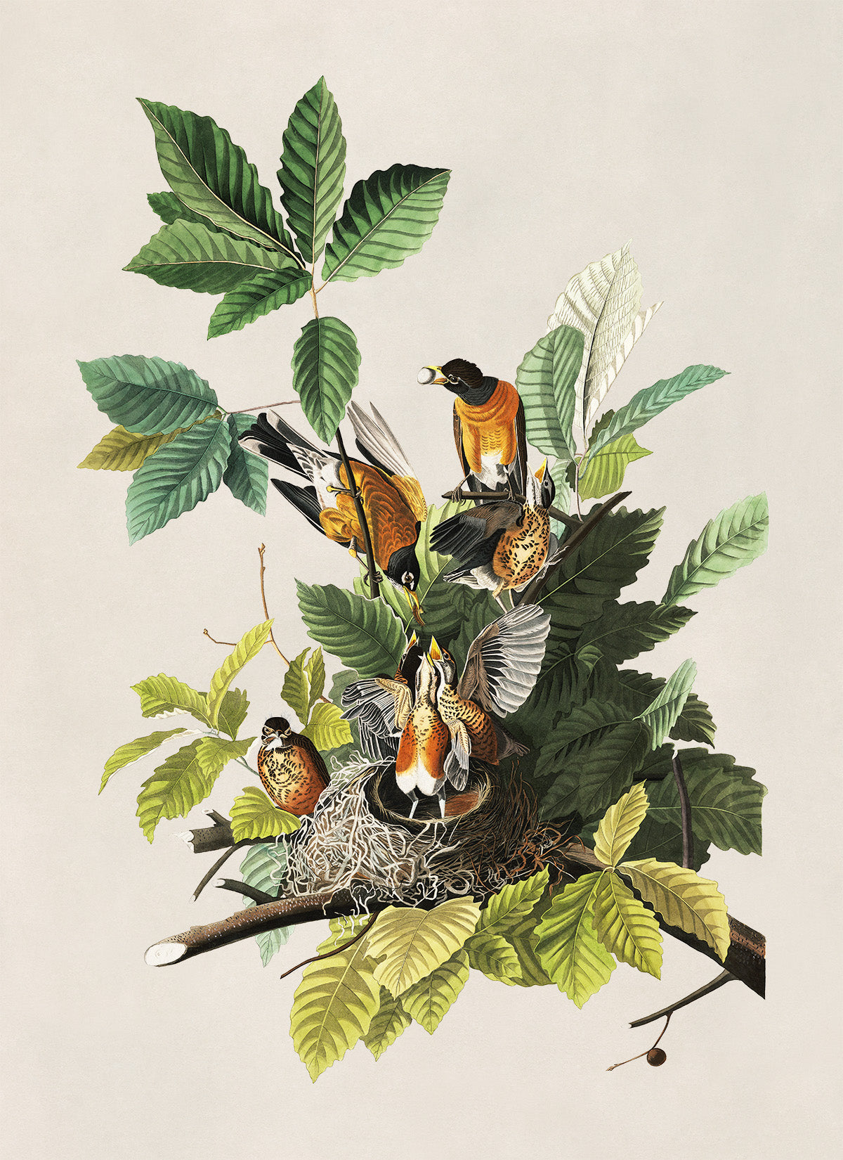 American Robin Bird Print, Vintage Style Audubon Birds Of America Illustration, AOB132