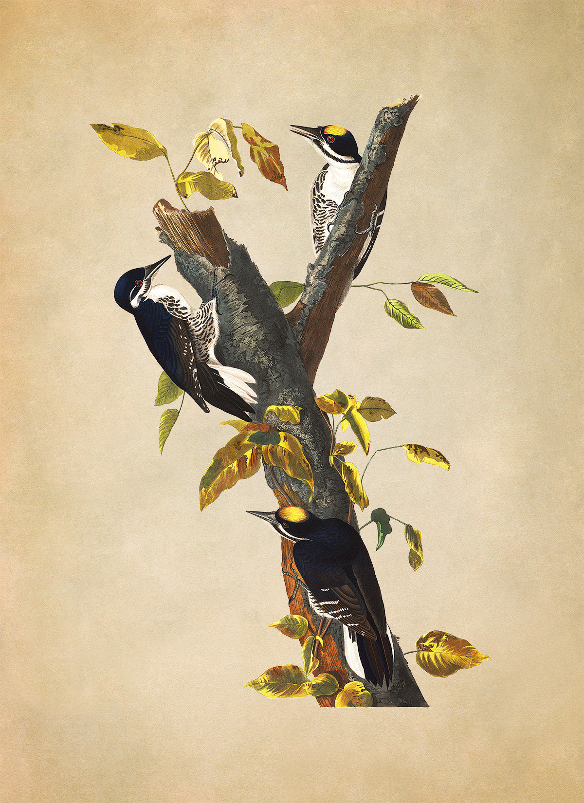 Black Backed Woodpecker Print, Vintage Style Audubon Birds Of America Illustration, AOB133