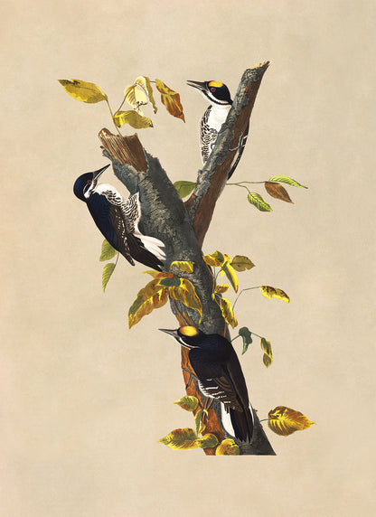 Black Backed Woodpecker Print, Vintage Style Audubon Birds Of America Illustration, AOB133