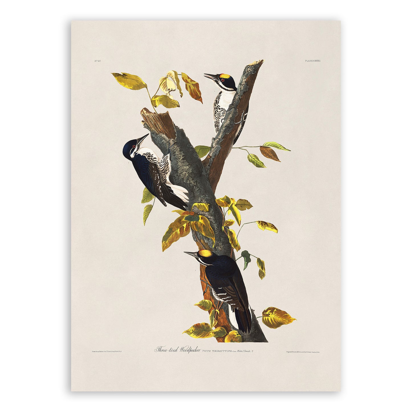 Black Backed Woodpecker Print, Vintage Style Audubon Birds Of America Illustration, AOB133