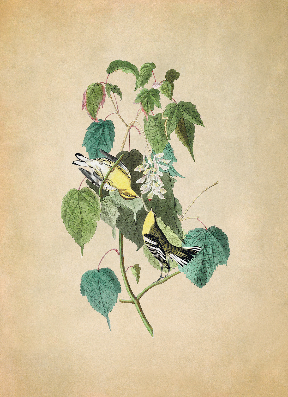 Hemlock Warbler Bird Print, Vintage Style Audubon Birds Of America Illustration, AOB135