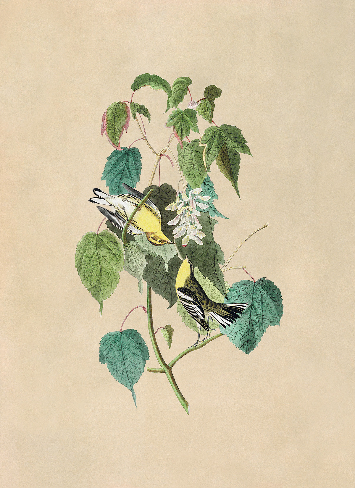 Hemlock Warbler Bird Print, Vintage Style Audubon Birds Of America Illustration, AOB135