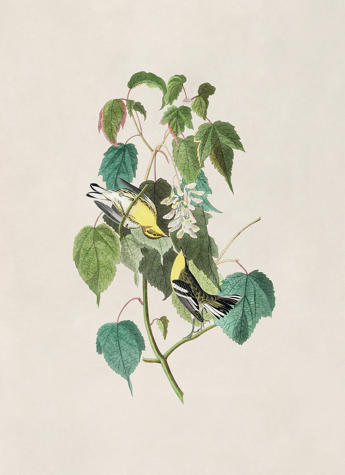 Hemlock Warbler Bird Print, Vintage Style Audubon Birds Of America Illustration, AOB135