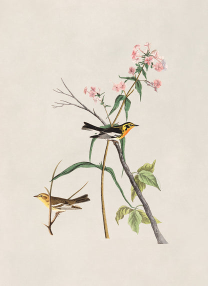 Blackburnian Warbler Bird Print, Vintage Style Audubon Birds Of America Illustration, AOB136